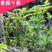 ��ޥ��ɡ��Ƿ����ġ�������/����/���ȳ�/�����ٺѤ�