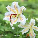 ��ޥ�ꡡ7.5��9cm�ݥå��ġ�������/�Ѵ���¿ǯ��/��ɴ��/1ǯ�峫�ָ�������/����̲ �Ͼ���̵��