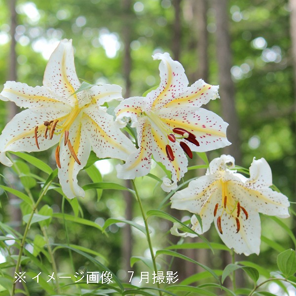 ヤマユリ　山百合　球根 NAO ヤマユリ 山百合 球根 NAO ユリ（百合）：ヤマユリ（山百合