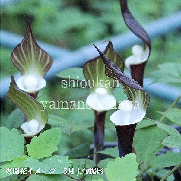 紫桜館山の花屋 開花時季から探す 春に咲く植物 ウラシマソウ ユキモチソウ ユキモチソウ 10 5cmポット苗 山野草 耐寒性多年草 雪餅草 天南星 紫桜館山の花屋 開花時季から探す 春に咲く植物 ウラシマソウ ユキモチソウ ユキモチソウ 10 5cmポット苗 山野草 耐寒性多年草 雪餅草 天南星