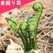 �����ߡ����硡�Ƿ����ġ�������/�������ƥ�/������ʪ/�����ٺѤ�