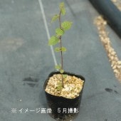 饫С9cmݥåġ2030/ռ//