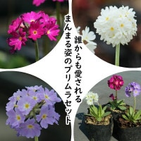 ɺ𥻥åȡ ץ ǥƥ顼310ݥåȥåȡ̲ Ͼʤ