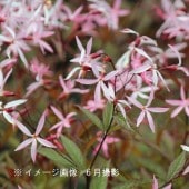 紫桜館山の花屋 | オンライン見積もり - 「宿根草セット：華やかな