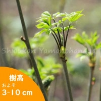 ֥ 910.5cmݥåġ3ǯܼ110//ռ///ڤβ/7/11դŸ