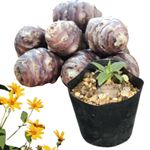 ��긩����饵���������⡡10.5cm�ݥå��ġ��ֵư�/�ե�󥹥�������/���ݴ����������Ի���/������