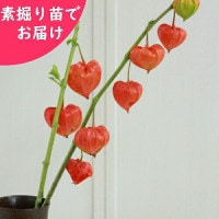 ¥ۥǷġڤѡԲġۡɺ//ٺѤ