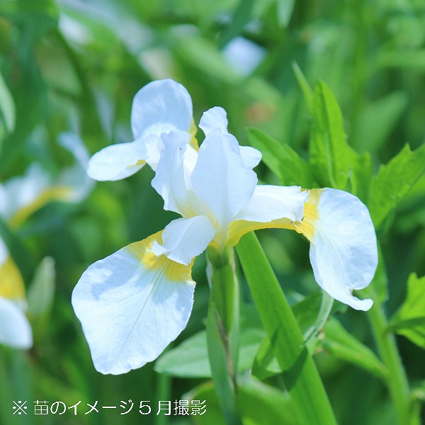 紫桜館山の花屋 | オンライン見積もり - 「白花ノアヤメ 10.5cm