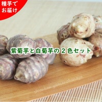 ĥåȡ饵ȥ⡡25ĥåȡ긩/ư/ݴԻ/դ/ٺѤ