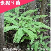 㥯Ƿġ/ʪ/ӻ/㥯/ٺѤ