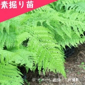 紫桜館山の花屋 | オンライン見積もり - 「リョウメンシダ 9