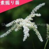  ɥȥե顡Ƿġܼ//ȥꥢ祦/ٺѤ