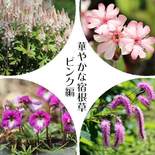 ピンク宿根草3種 000000002939_FipcNXn.jpg