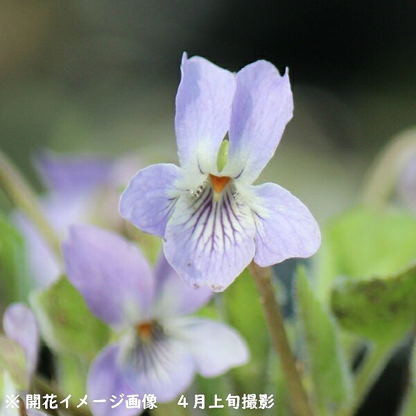 紫桜館山の花屋 | オンライン見積もり - 「エゾアオイスミレ 9cm