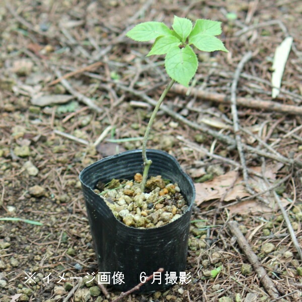 紫桜館山の花屋 | ☆山菜苗を探す - 「ハナイカダ 10.5cmポット雄雌