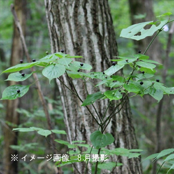 紫桜館山の花屋 | ☆山菜苗を探す - 「ハナイカダ 10.5cmポット雄雌