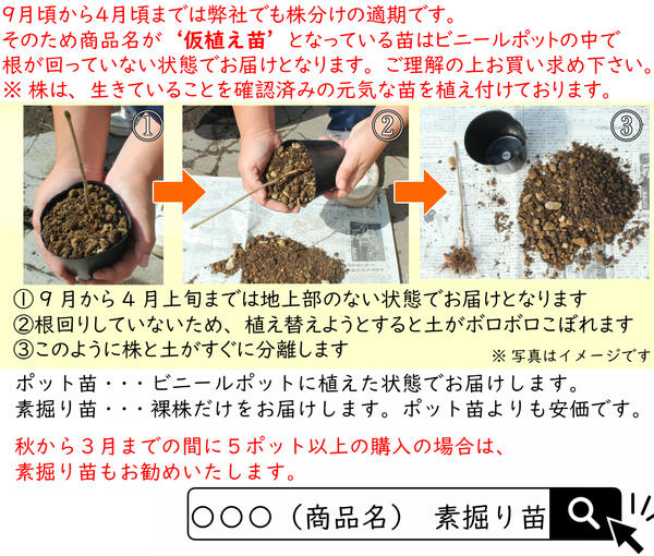 むー出品！クロモジ苗！画像の斑入り株お届け！ハ斑入りハナイカタ2苗！ 斑入り フクラモチの通販 苗木部 By 花ひろばオンライン