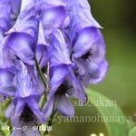 �����ȥꥫ�֥ȡ�9��10.5cm�ݥå��ġ�������/��󥯥��ա���/�����˥���/������/����̲ �Ͼ���̵��