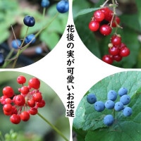 �����𥻥åȡ� �ָ�μ¤��İ�������ã 4���1�ݥåȥ��åȡ��ڥĥХᥪ��ȡ��ޥ��ť륽�����ȥ��Х˥󥸥󡦥��󥫥襦��