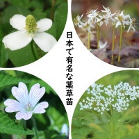 �����ĥ��åȡ����ܤ�ͭ̾�������ġ�4���2�ݥåȥ��åȡڥɥ����ߡ�����Х�����󡦥���Υ��祦�������󥭥奦��