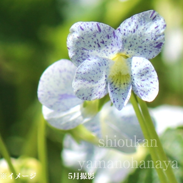 紫桜館山の花屋 | 全商品一覧 - 「フキカケスミレ 9cmポット苗 山野草