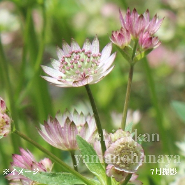 紫桜館山の花屋 | ☆開花時季から探す,初夏に咲く植物,アストラ