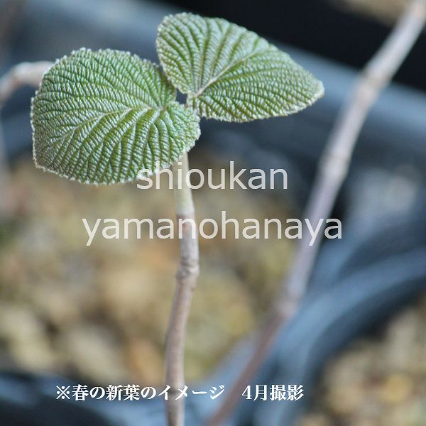 紫桜館山の花屋 | 全商品一覧 - 「ムシカリ 10.5cmポット苗 樹高10