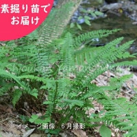 ���奦��󥸥������Ƿ����ġ�������/������ʪ/��ʸ���ӻ�/�����ٺѤ�/�����ٺѤ�