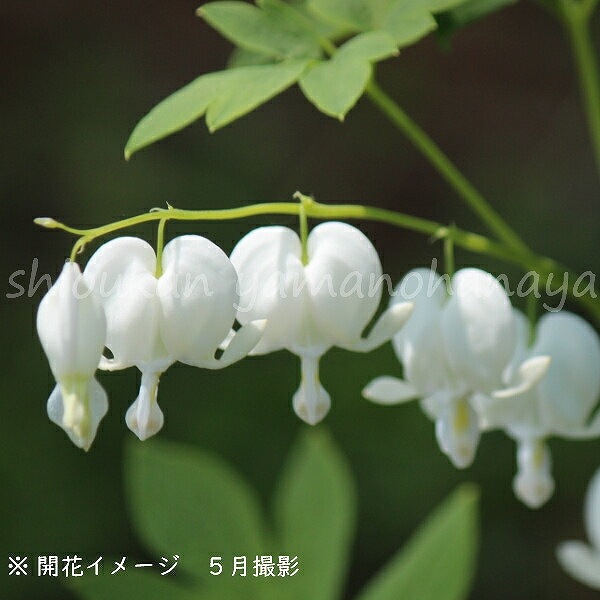 山野草　超希少純白花　エゾツツジ　D 紫桜館山の花屋 | ☆開花時季から探す,春に咲く植物,ケマンソウ（別名