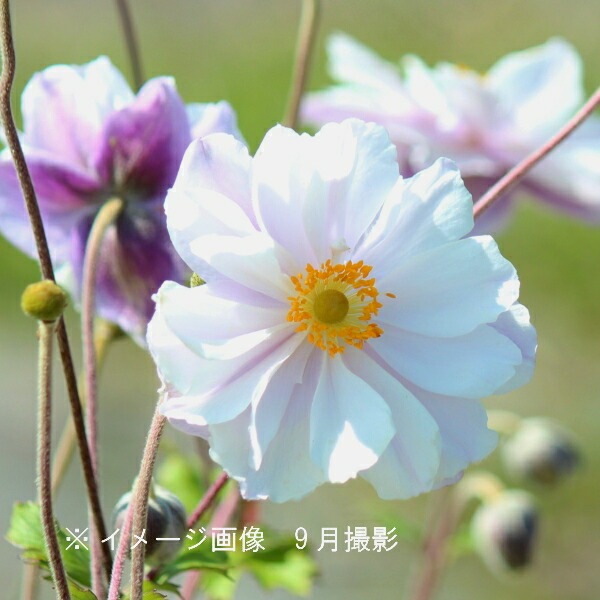 紫桜館山の花屋 | オンライン見積もり - 「アネモネ ドリーミング