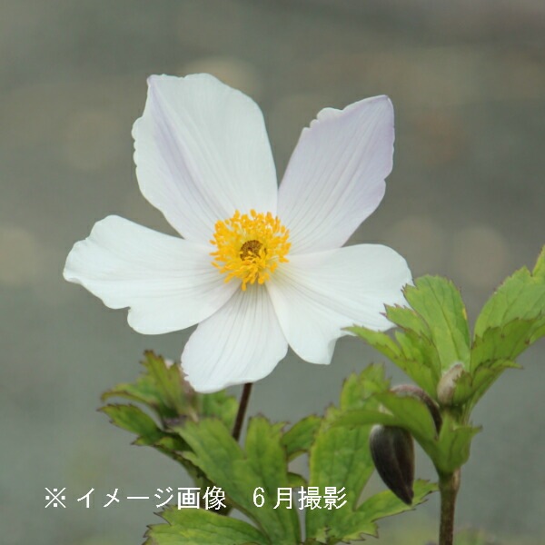 紫桜館山の花屋 開花時季から探す 秋に咲く植物 アネモネ シュウメイギク アネモネ ワイルドスワン 9cmポット苗 山野草 耐寒性多年草 秋明菊