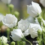 ź餭֥祦910.5cmݥåġ/Ѵ¿ǯ/˹//7/11Ĥܤߡ