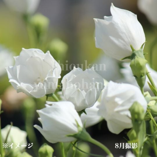 紫桜館山の花屋 | オンライン見積もり - 「三重咲き白花キキョウ