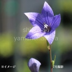 祦910.5cmݥåġ/Ѵ¿ǯ/˹/긩/7/11Ĥܤߡ