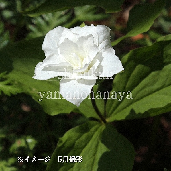 紫桜館山の花屋 | オンライン見積もり - 「八重咲きエンレイソウ