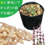 ͽ������梧��긩�����������9cm�ݥåȲ������ġ�ĹϷ��/������/���ݴ����������Ի���/��4��17�����Ϥ�����