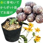 ͽ������梧��긩����饵���������⡡10.5cm�ݥå��ġ��ֵư�/�ե�󥹥�������/���ݴ����������Ի���/������/��5��15�����Ϥ�����