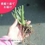 �ϥ����掠�ӡ�����Ƿ����ġ�������/Ȫ����/�����ٺѤ�