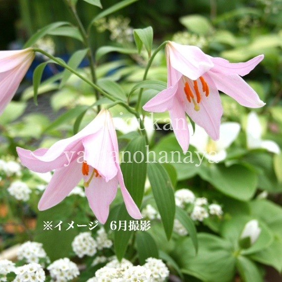 山野草・トサヒメユリ苗！画像の今期開花苗お届け。購入確認用❗ユリ苗 紫桜館山の花屋 | オンライン見積もり - 「ヒメサユリ 9cmポット苗 山