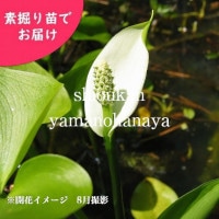 �ҥᥫ�������Ƿ����ġ�������¿ǯ��/�ӥ��ȡ���/�ߥ�������/�����ٺѤ�