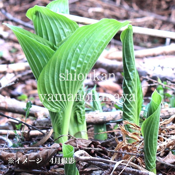 紫桜館山の花屋 | オンライン見積もり - 「ヤマウルイ 10.5cmポット苗
