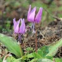 ���ܥ������ꡡ10.5cm�ݥå�����庬2�忢���ġ����ճ��ָ�������/������/�Ѵ���¿ǯ��/������/����̲ �Ͼ���̵��