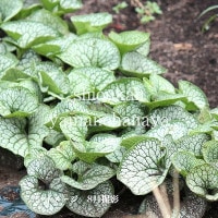 �֥��ͥ� �ޥ����ե��� �����ϡ��ȡ�10.5cm�ݥå��ġ��պ餭�ɺ���/�֥�ͥ�/������/��3/7��᤭�Ϥ�