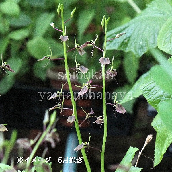 鉄てつ　山野草　超希少　シテンクモキリ　クモキリソウ　クロスズムシ 鉄てつ 山野草 超希少 シテンクモキリ クモキリソウ クロスズムシ 鉄て
