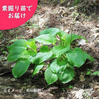 ޥ륤Ƿġ/ۥ/Хܥ//ٺѤ