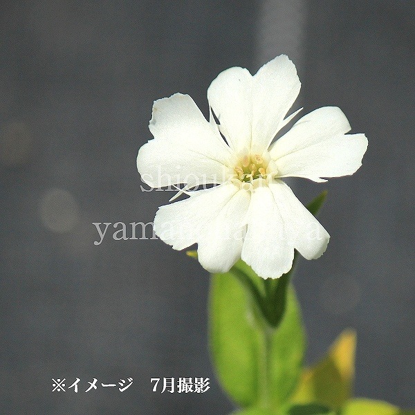 紫桜館山の花屋 | 全商品一覧 - 「白花マツモトセンノウ 9cmポット苗