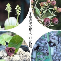 �ɺ��𥻥åȡ��Ի׵Ĥʷ��Τ���ã4���1�ݥåȥ��åȡڥ��⥭�꥽��������ޥܥ����������Х������󡦥��饷�ޥ�����