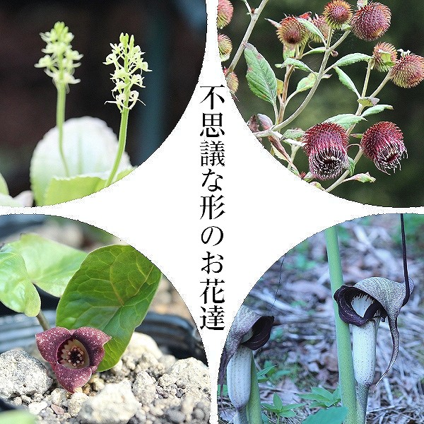 紫桜館山の花屋 | ☆開花時季から探す,☆おすすめ苗セット - 「宿根草 