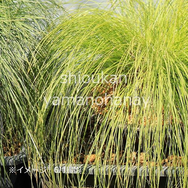 山野草　超希少斑入り　北岳草 山野草 超希少斑入り 北岳草