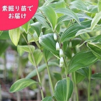 ꥢޥɥǷġ/Ϸ/ʥ륳/ٺѤ